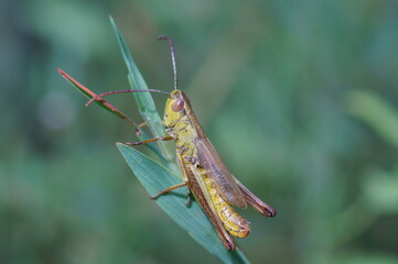 Green grasshopper close-up on a green background.