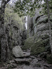 Moody cliffs in the forrest