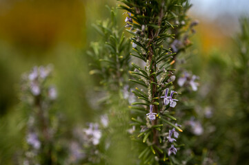 Closeup of rosemary flower with green background