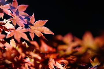 大田黒公園紅葉ライトアップ11