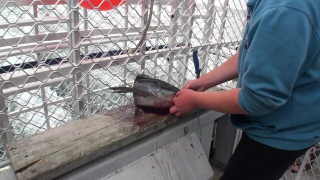 New Zealand, 12 October 2013: Fisherman cut up fish on ship in ocean background of waves. Extreme work fisheries.