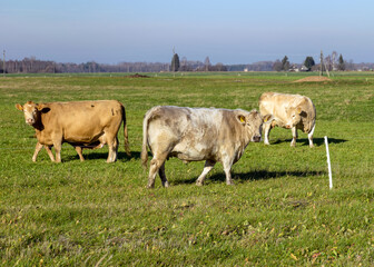 a variegated herd of cows eats grass in a green meadow