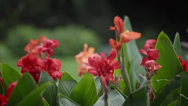 Beautiful canna lily red flowers blooming in the garden. Slow motion, shallow depth of field, close up. 