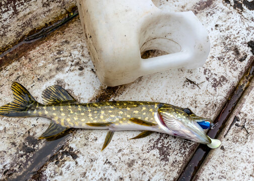 a small pike on the boat floor, fishing concept