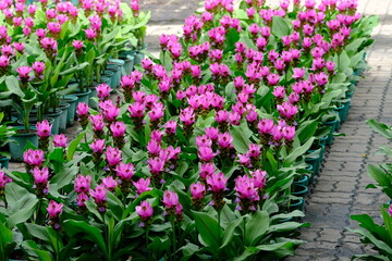 Fototapeta na wymiar pink and white tulips