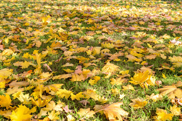 Obraz premium Autumn leaves on the grass as natural background