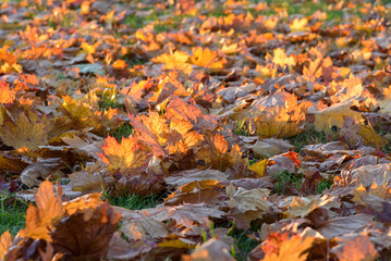 Autumn leaves on the grass at sunset as natural background - obrazy, fototapety, plakaty