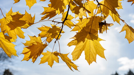 Yellow maple leaves on a autumn sunny day