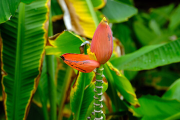 red and yellow flower