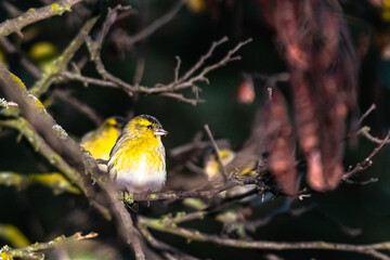 Eurasian Siskin perched on a tree branch