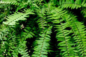 Close up photo of fern group
