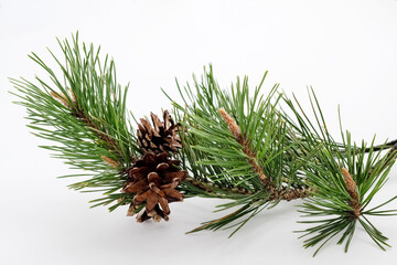 Fresh pine branch with long green needles and cones on white background