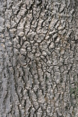 bark of a tree