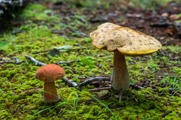 Forest Mushrooms