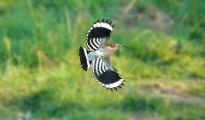 Hoppoe bird flying 
