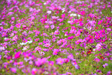 コスモス（秋桜）