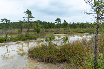 Sulfur Pond, which are water llamas formed on the periphery of a moss bog, they are supplemented...