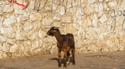 goats of moroccan atlas