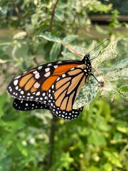 butterfly on a flower