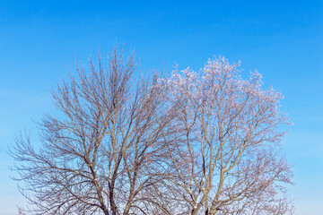 Obraz na płótnie Canvas the frosty tree branches against blue sky