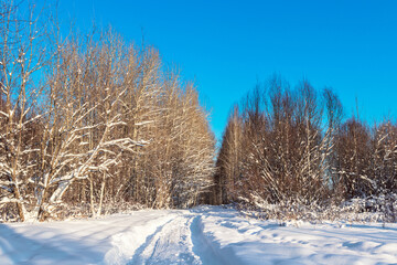 footpath in the forest on a sunny winter day