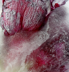 close-up dried pink flower on ice