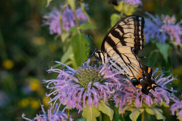 Eastern tiger swallowtail butterfly - Papilio glaucus