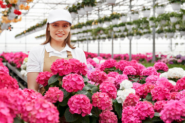 Front view portrait of smiling cute young woman in white cap and beige apron holding pot with beautiful pink flowers. Concept of caring for white and pink hydrangeas.