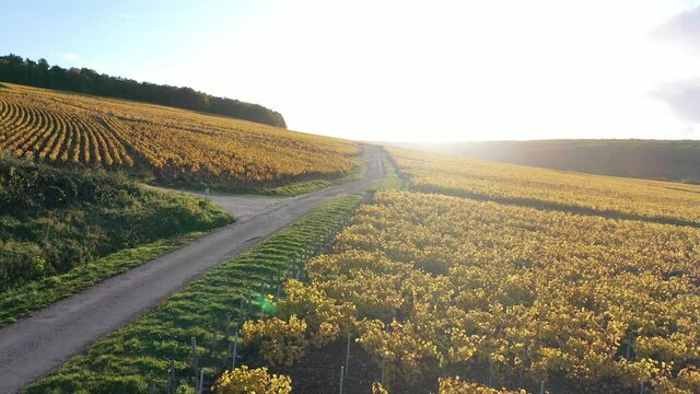 Wine trail, country road and Chablis vineyards. Burgundy, France