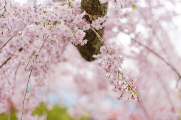 Obraz premium Cherry Blossoms