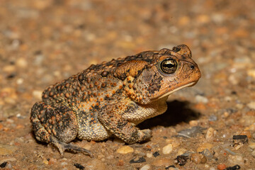 Southern Toad - Anaxyrus terrestris