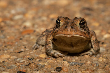 Southern Toad - Anaxyrus terrestris