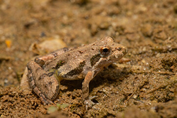 Northern cricket frog - Acris crepitans