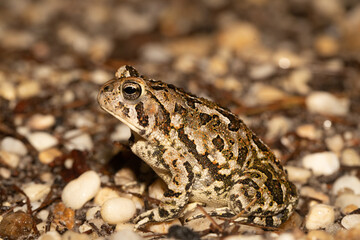 Fowler's Toad - Anaxyrus fowleri