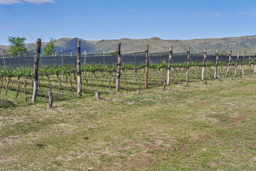 Fototapeta na wymiar vineyard in Cordoba Argentina. Mountains in background. Horizontal