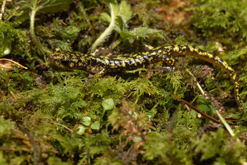 Green salamander - Aneides aeneus