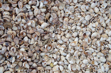 Many Atlantic Slipper Shells. Crepidula fornicata. Sea snail shells on beach. sea shells detail.