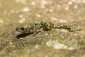 Green salamander - Aneides aeneus