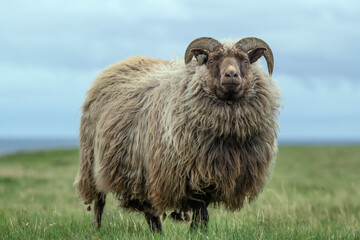 Obraz premium sheep in a field