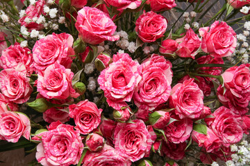 bouquet of pink roses background