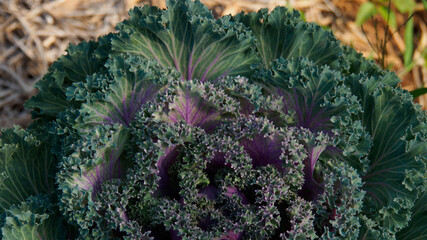 Close up Ornamental Cabbage also called Flowering Cabbage, scientific name is Brassica oleracea. It...