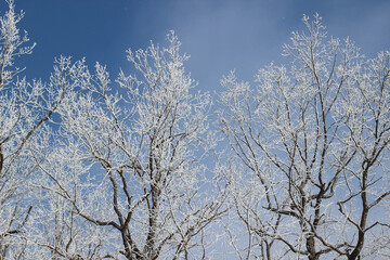 frozen branches in snow with abstract background