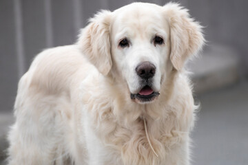 white golden retriever dog standing on the street