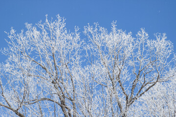 frozen branches in snow with abstract background