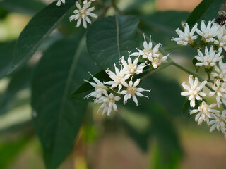 Beautiful white flowers of  Gymnanthemum Extensum. This herb also known as Bitter Leaf tree or Nan Chao Woe.