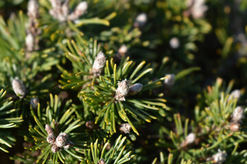 Dwarf mountain pine Humpy
