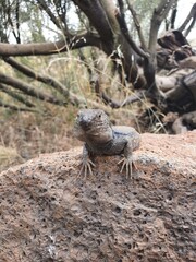 Kanareneidechse Gallotia Teneriffa Spanien Kanaren