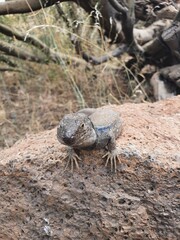 Kanareneidechse Gallotia Teneriffa Spanien Kanaren