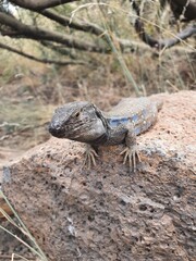 Kanareneidechse Gallotia Teneriffa Spanien Kanaren