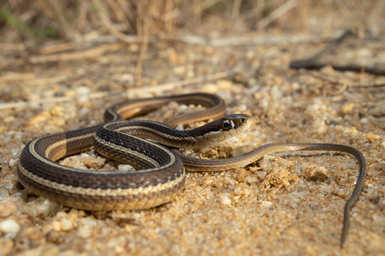 Eastern garter snake - Thamnophis sirtalis